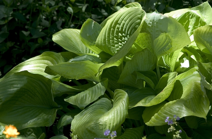 HOSTA 'Sum and Substance' - Hosta - Plantain Lily from Agway of Cape Cod
