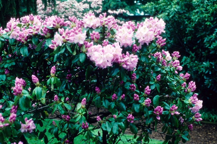 RHODODENDRON 'Scintillation' - Rhododendron hybrid from Agway of Cape Cod