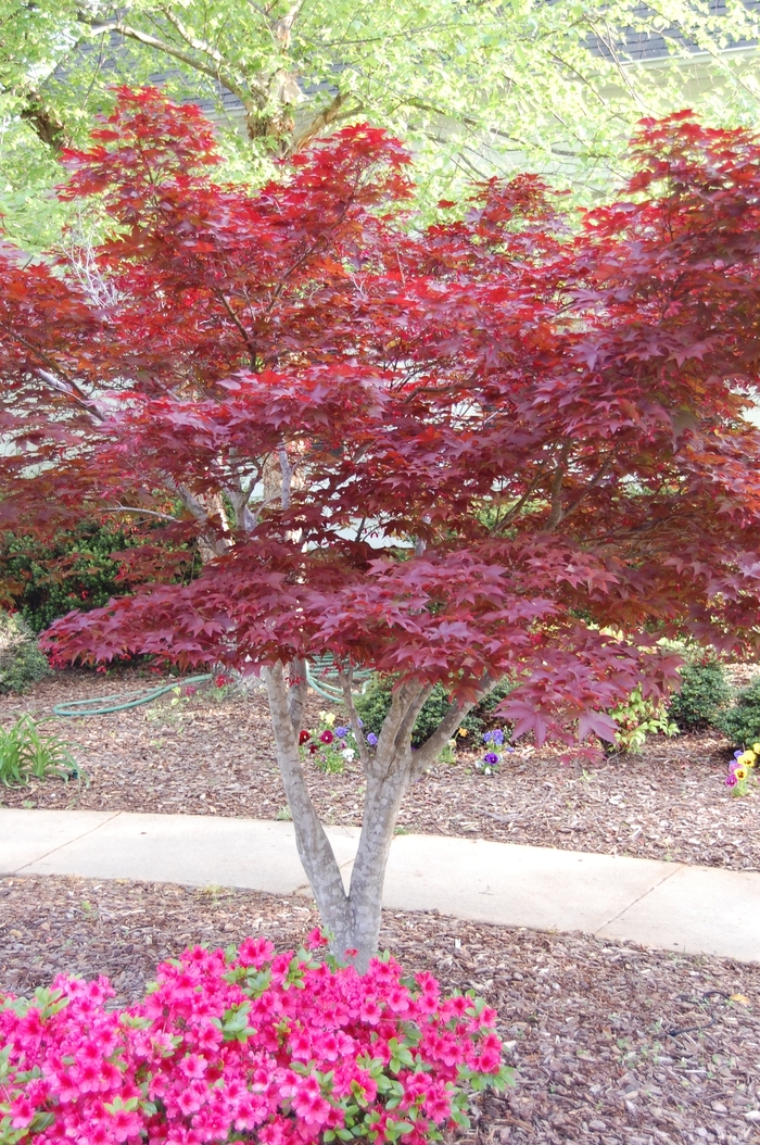 Japanese Red Maple - Acer palmatum 'Bloodgood' from Agway of Cape Cod