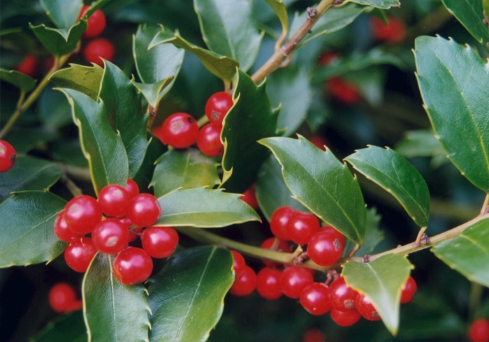 HOLLY - 'Nellie R. Stevens' - Ilex x from Agway of Cape Cod