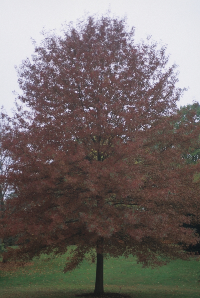 SCARLET OAK - Quercus coccinea from Agway of Cape Cod