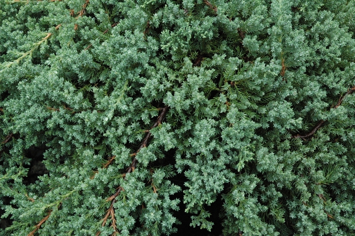 JUNIPER 'Nana' - Juniperus procumbens from Agway of Cape Cod