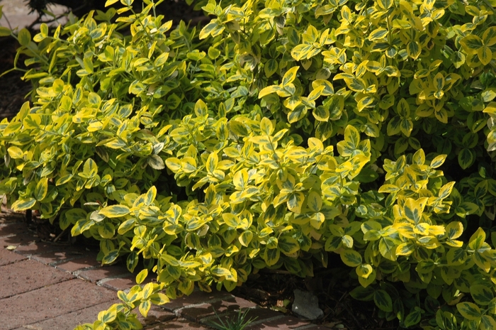 EUONYMUS 'Emerald and Gold' - Euonymus fortunei from Agway of Cape Cod