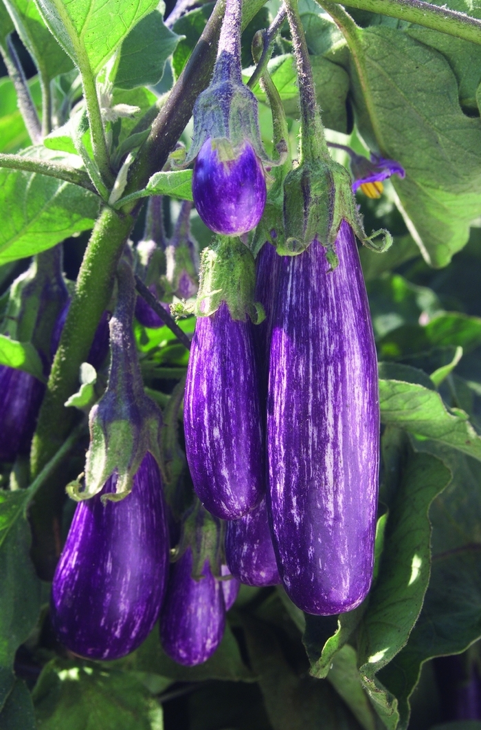 Fairy Tale Eggplant - Solanum melongena 'Fairy Tale' (Eggplant) from Agway of Cape Cod