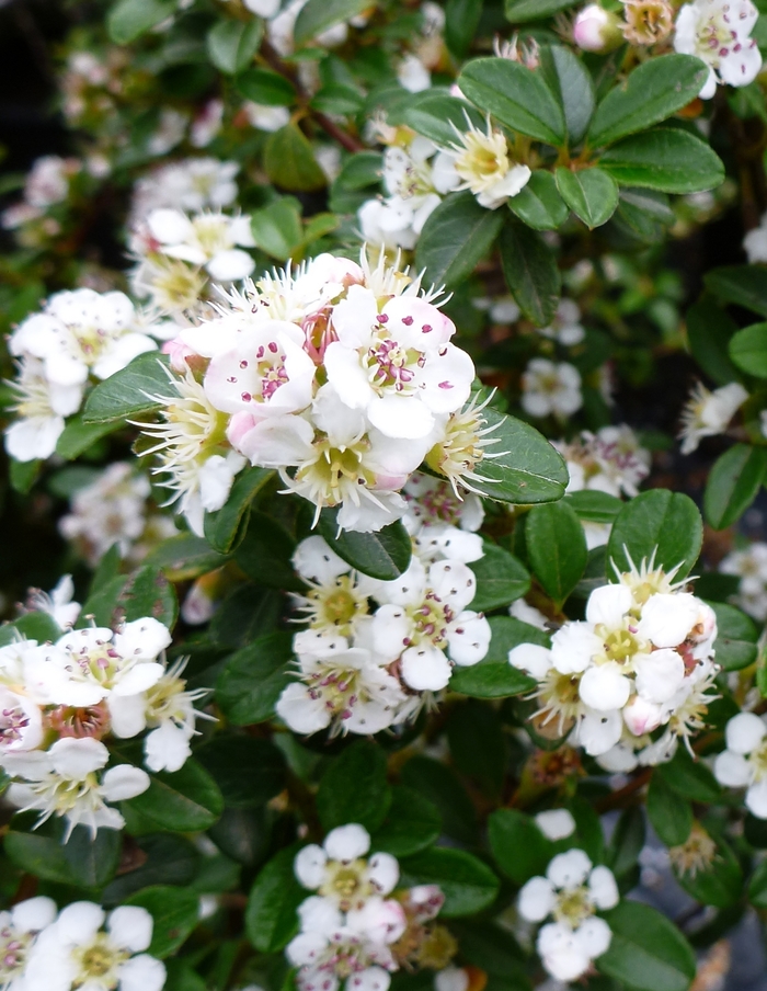 COTONEASTER 'Coral Beauty' - Cotoneaster dammeri from Agway of Cape Cod