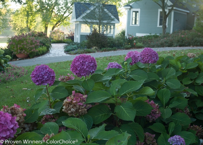 Let's Dance® Rave® - Hydrangea macrophylla from Agway of Cape Cod