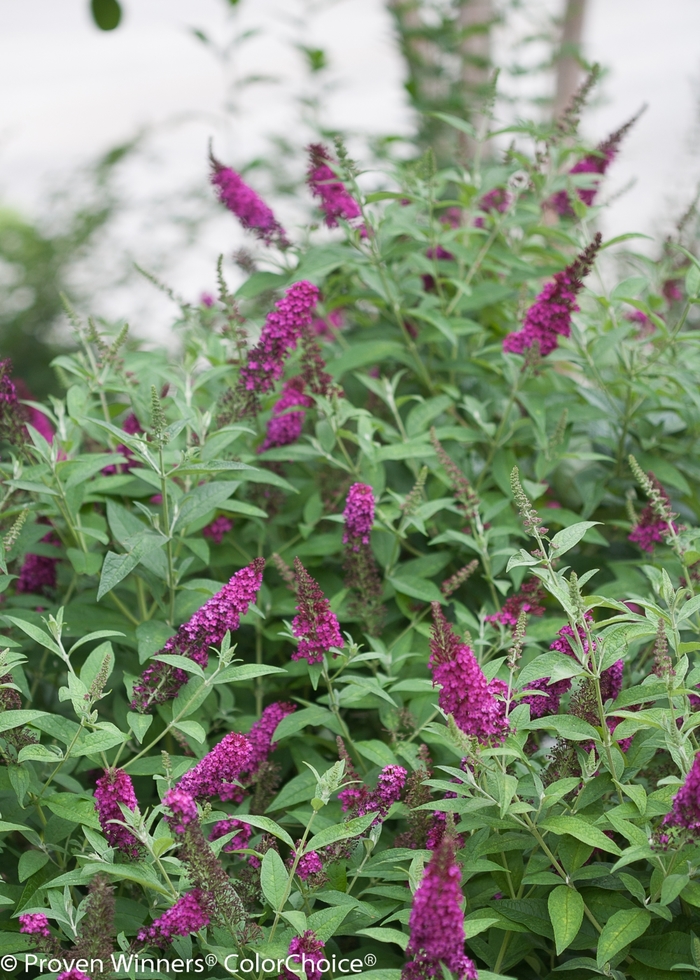 'Miss Molly' - Buddleia davidii from Agway of Cape Cod