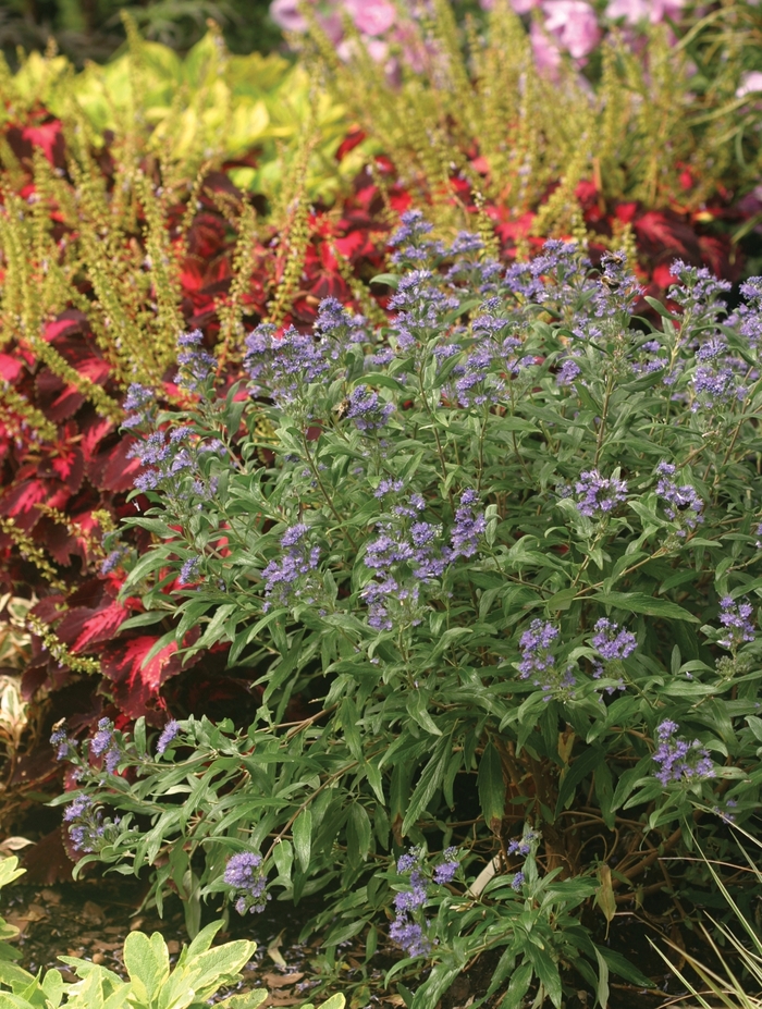 Petit Bleu™ - Caryopteris x clandonensis from Agway of Cape Cod