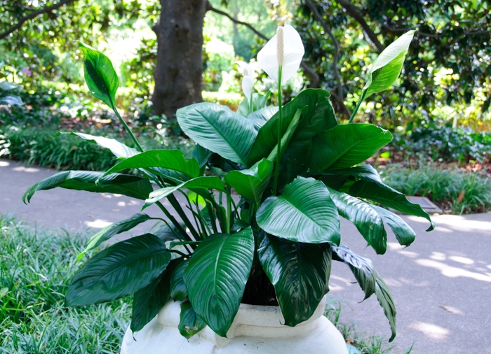 PEACE LILY - Spathiphyllum wallisii from Agway of Cape Cod