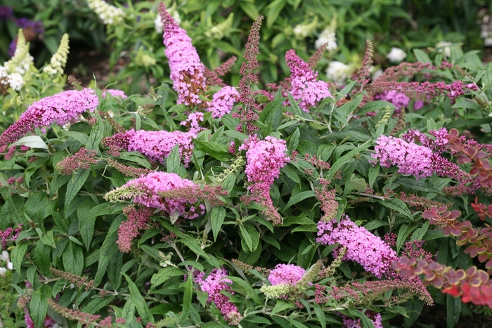 Pugster Pink® - Buddleia x from Agway of Cape Cod