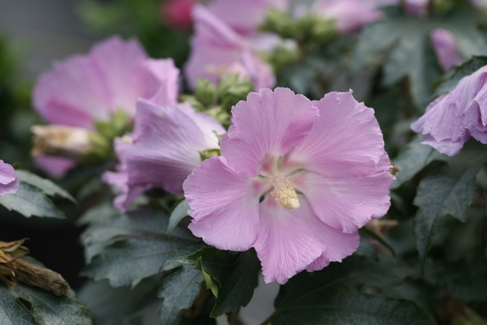 Pollypetite® - Hibiscus sp. from Agway of Cape Cod