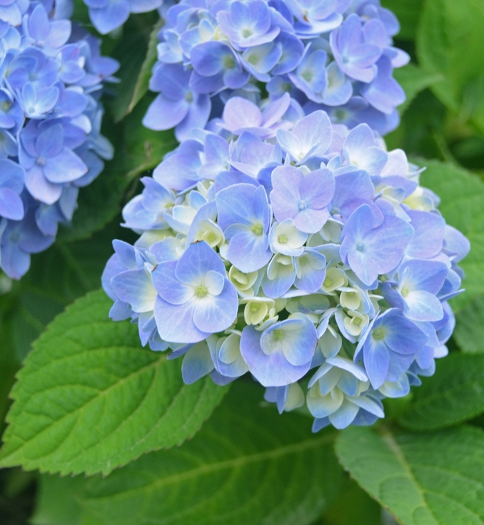 Nantucket Blue™ Hydrangea - Hydrangea macrophylla ''Nantucket Blue™'' Grenan (Hydrangea) from Agway of Cape Cod