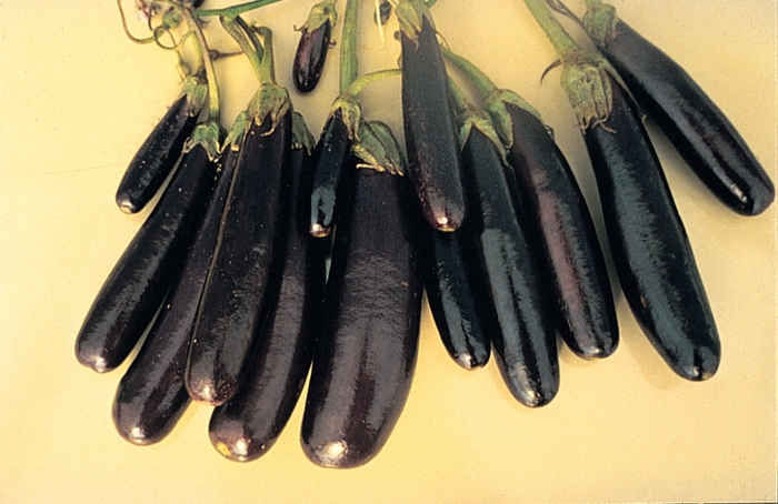 Little Fingers Eggplant - Solanum melongena 'Little Fingers' (Eggplant) from Agway of Cape Cod