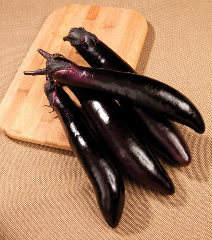 Shikou Eggplant - Solanum melongena 'Shikou' (Eggplant) from Agway of Cape Cod