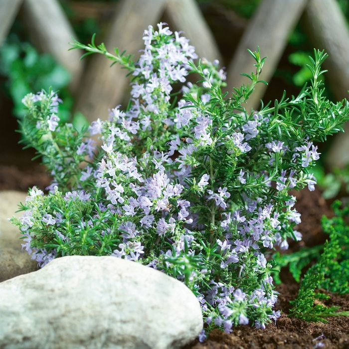 ROSEMARY 'Tuscan Blue' - Rosmarinus officinalis from Agway of Cape Cod