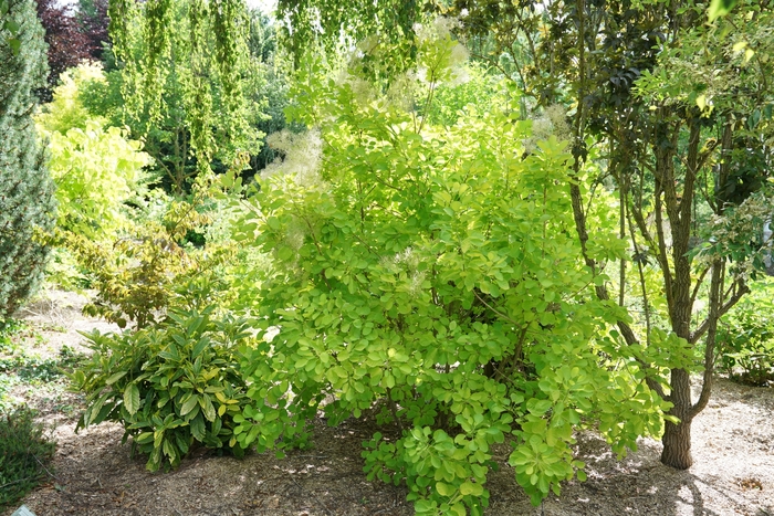 Winecraft Gold® - Cotinus coggygria from Agway of Cape Cod