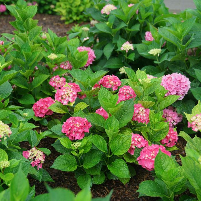Let's Dance Big Band® - Hydrangea macrophylla from Agway of Cape Cod
