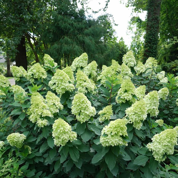 Limelight Prime® - Hydrangea paniculata from Agway of Cape Cod