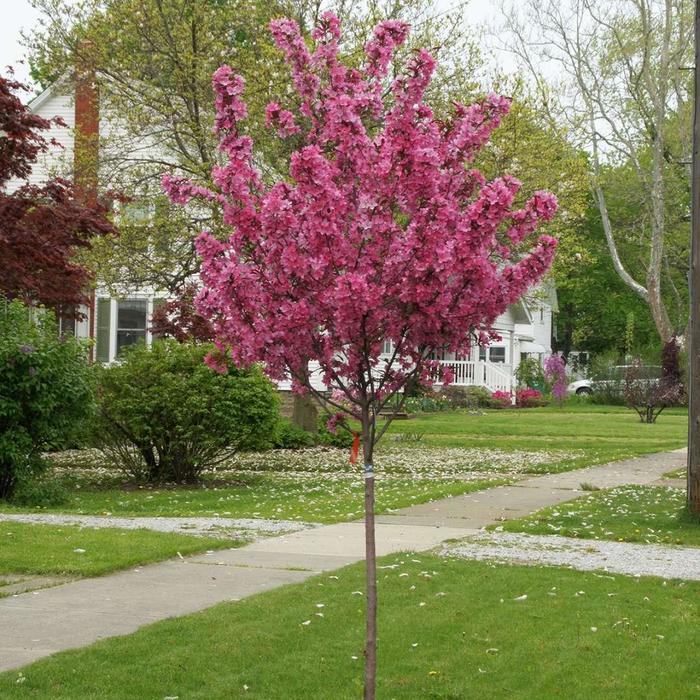 CRABAPPLE 'Showtime' - Malus from Agway of Cape Cod