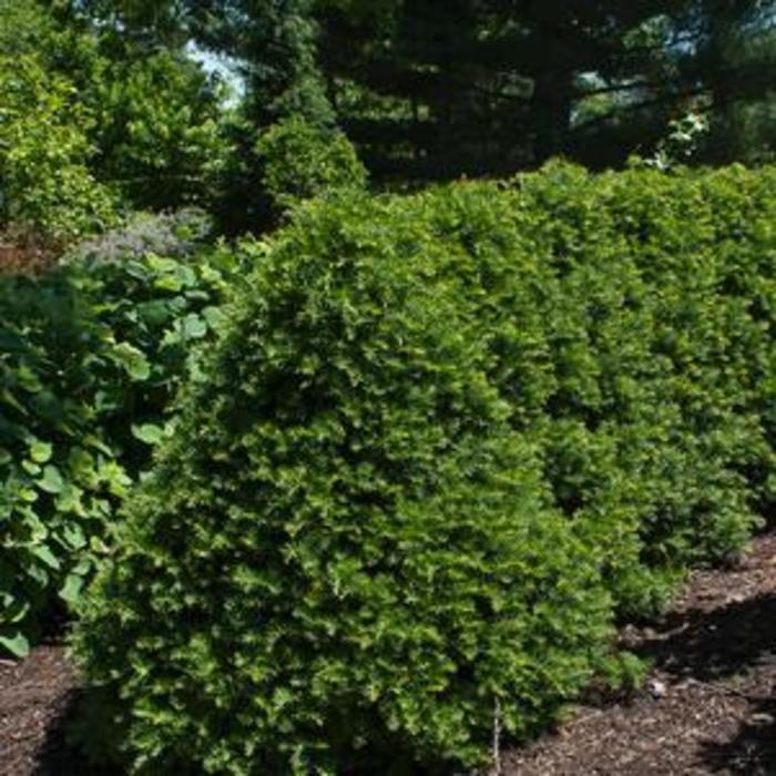 YEW 'Captain' - Taxus cuspidata from Agway of Cape Cod
