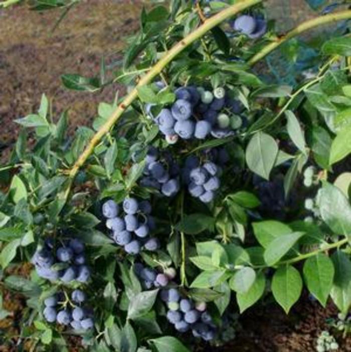 BLUEBERRY 'Berries Galore' - Vaccinium corymbosum from Agway of Cape Cod