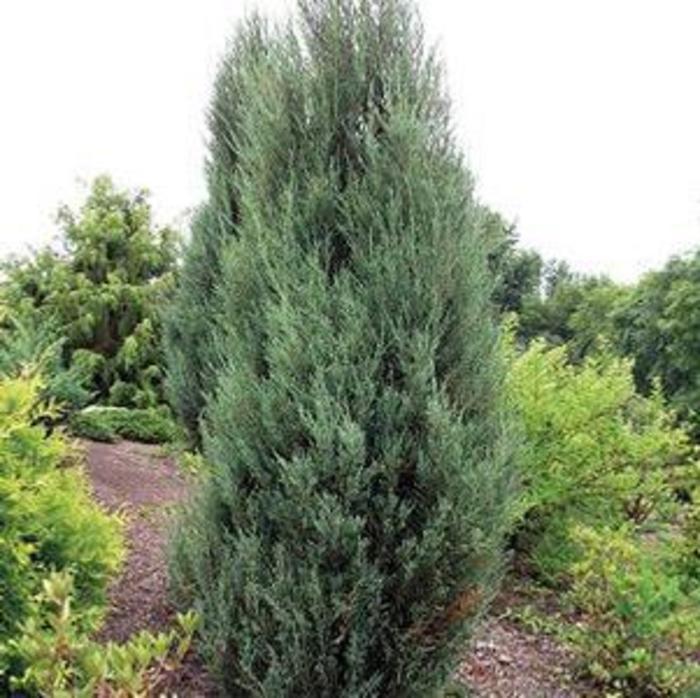 JUNIPER 'Blue Arrow' - Juniperus virginiana from Agway of Cape Cod