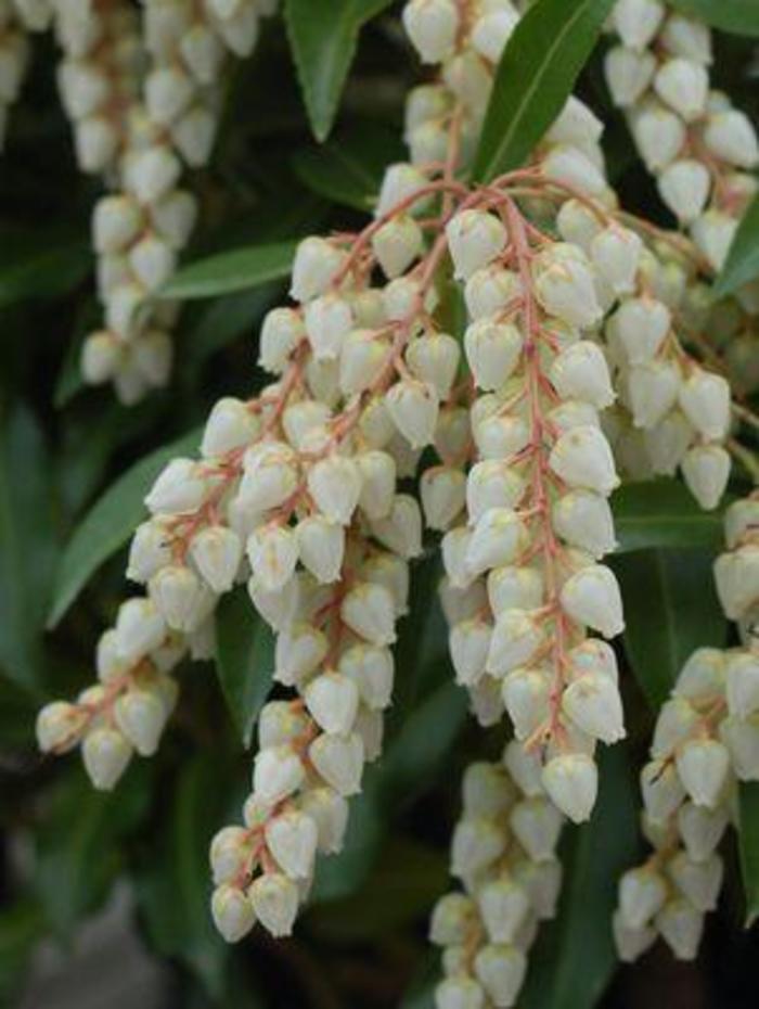 ANDROMEDA 'Compacta' - Pieris japonica from Agway of Cape Cod