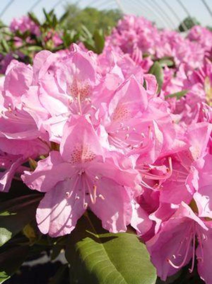 RHODODENDRON 'English Roseum' - Rhododendron catawbiense from Agway of Cape Cod