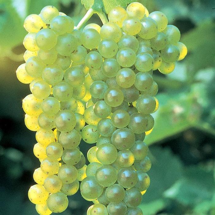 GRAPE 'Lakemont' - Vitis from Agway of Cape Cod