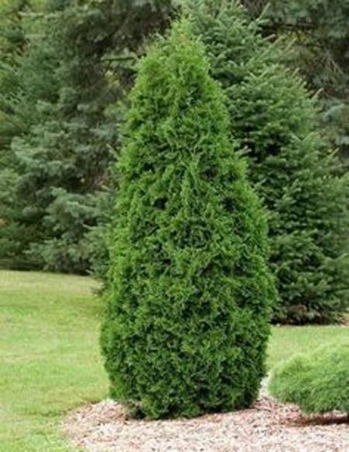 ARBORVITAE 'Tiny Tower' - Thuja x from Agway of Cape Cod