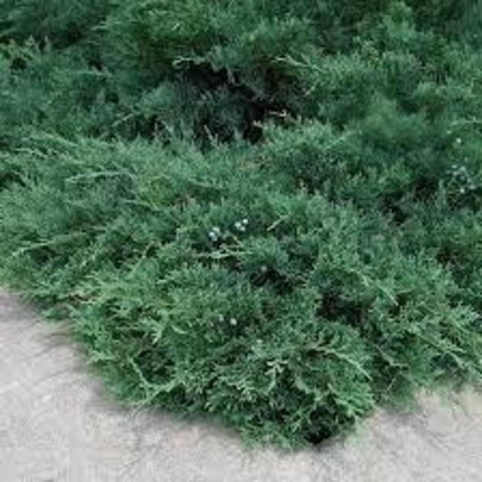 JUNIPER Green Sargent - Juniperus chinensis from Agway of Cape Cod
