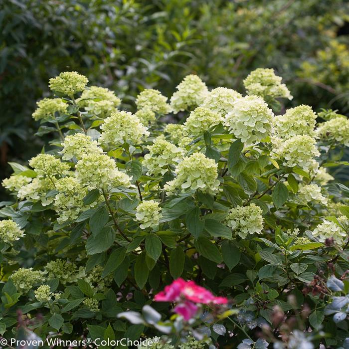 Little Lime® Panicle Hydrangea - Hydrangea paniculata ''Jane'' PP 22,330, Can 3,914 (Panicle Hydrangea) from Agway of Cape Cod