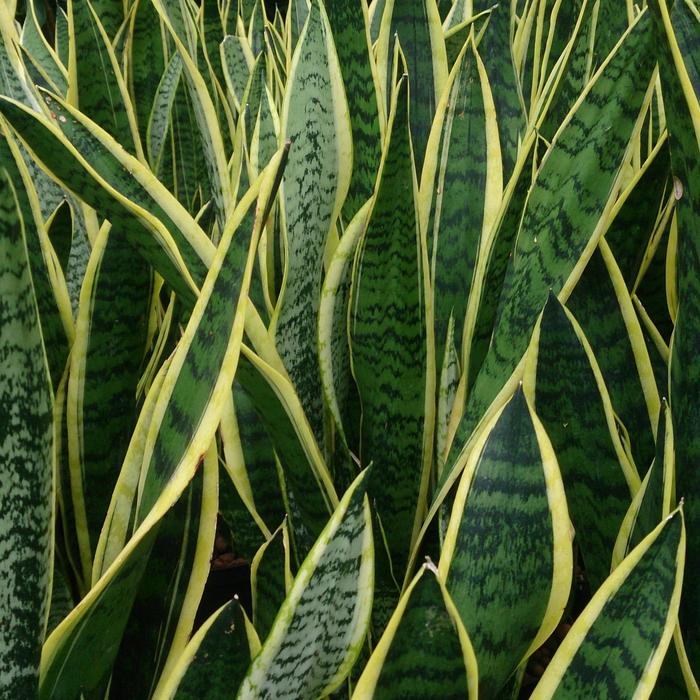 SNAKE PLANT - Sansevieria trifasciata from Agway of Cape Cod