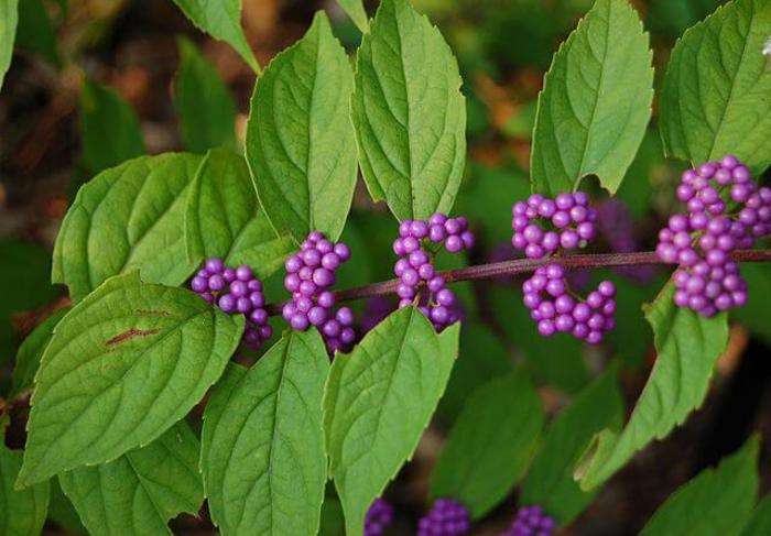 BEAUTYBERRY 'Purple Giant' - Callicarpa from Agway of Cape Cod