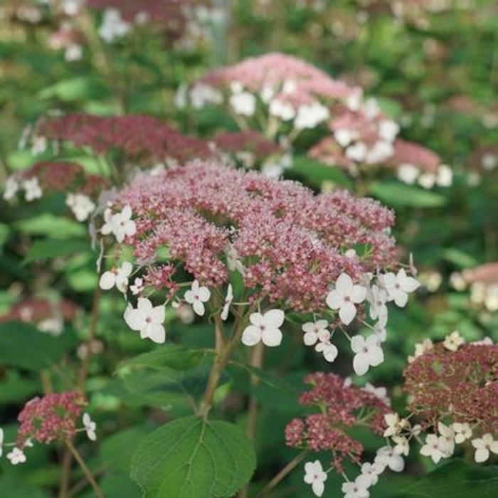 Hydrangea 'Pinky Pollen Ring' - Hydrangea arborescens ''Pinky Pollen Ring'' from Agway of Cape Cod