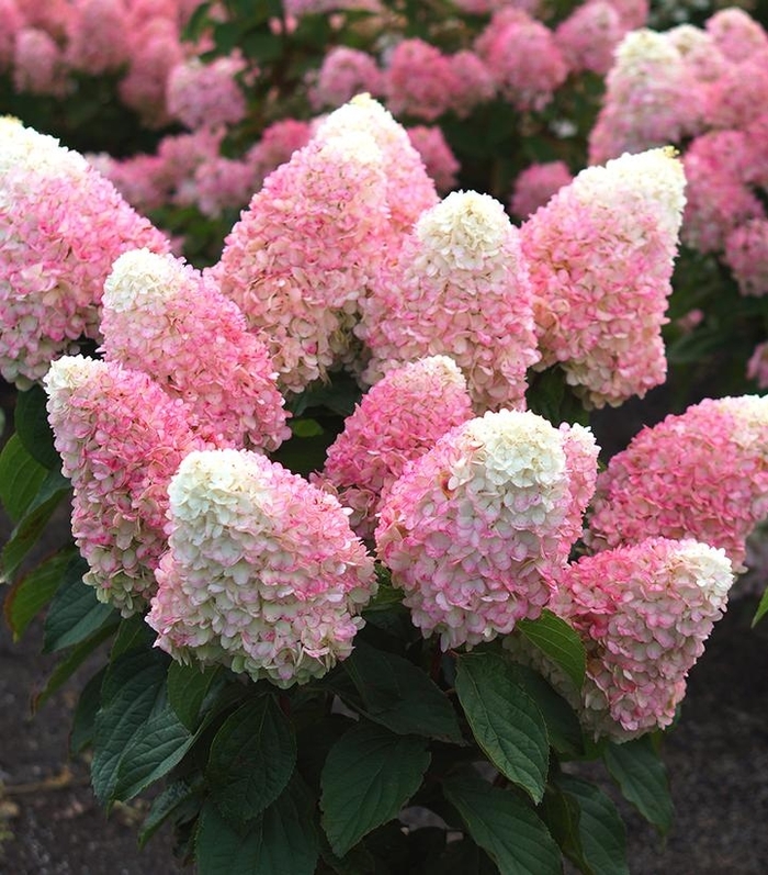 Love-A-Lot Pink - Hydrangea paniculata 'Love-A-Lot Pink' from Agway of Cape Cod