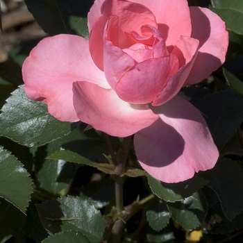 Rosa 'Meizebul' - Passionate Kisses® Rose