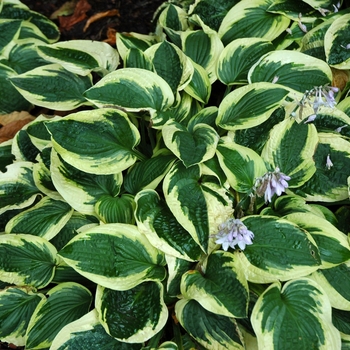 Hosta - Plantain Lily - HOSTA 'Wide Brim'