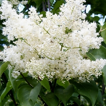 Syringa reticulata - JAPANESE LILAC TREE 'Ivory Silk'