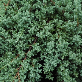 Juniperus procumbens - JUNIPER 'Nana'