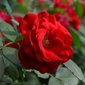 Rosa floribunda - ROSE 'Europeana'