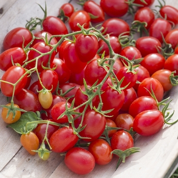 Grape Tomato - Red Grape Tomato