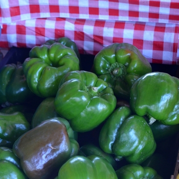 Capsicum annuum (Green Bell Pepper) - Green Bell Pepper