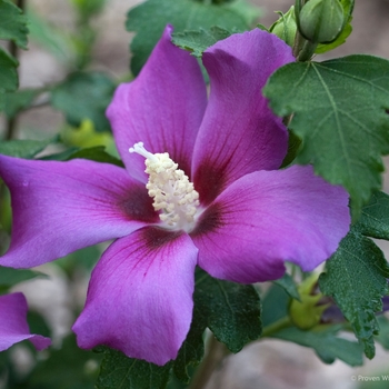 Hibiscus syriacus - Purple Satin®