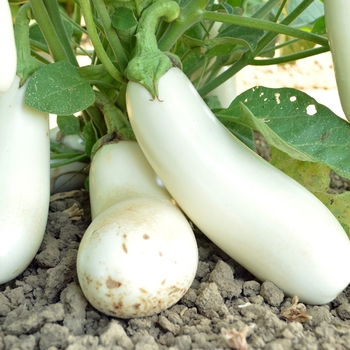 Solanum melongena 'Snowy' (Eggplant) - Snowy Eggplant