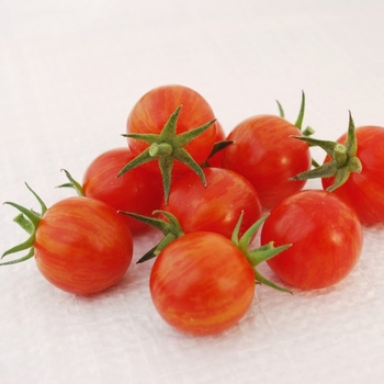 Cherry Tomato - Sparky Cherry Tomato