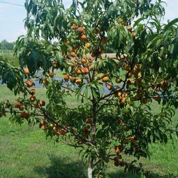Prunus Persica - PEACH 'Reliance'