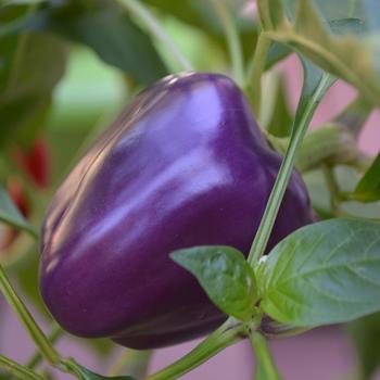 Capsicum annuum (Purple Bell Pepper) - Purple Bell Pepper