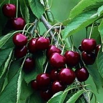 Prunus avium - CHERRY 'BlackGold'