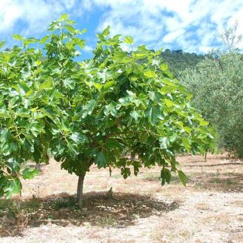 Ficus carica - FIG 'Violet De Bordeaux'